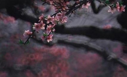 宋词之水龙吟·春恨赏析，表现了词人什么情感？