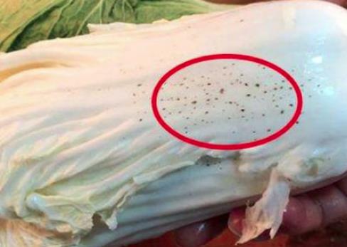 冬天大白菜上的“黑点”是什么？白菜上有黑点能吃吗？