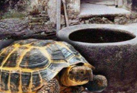 古人打水井的时候 为什么要在水中放两只乌龟