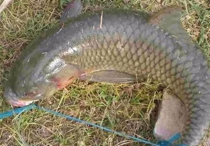 古人是怎么对鱼进行保鲜的 随便的放一两天都不是没问题