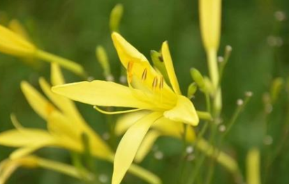 梦到“黄花菜”有何原因？受到哪些心理活动的影响呢？
