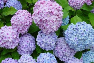 梦到“绣球花”有何原因？受到哪些心理活动的影响呢？