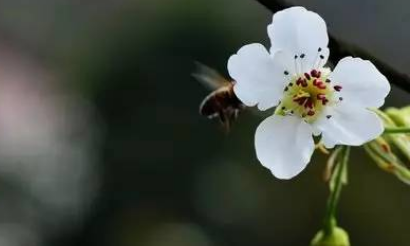 清代诗词之菩萨蛮·催花未歇花奴鼓赏析，该诗词应如何理解？ 