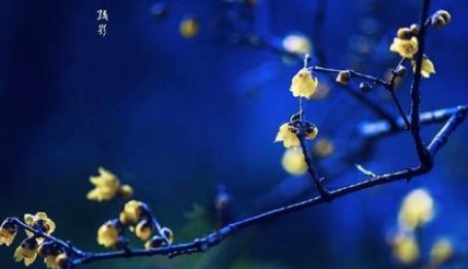 姜夔之疏影·苔枝缀玉，这首宋代诗词该如何赏析？