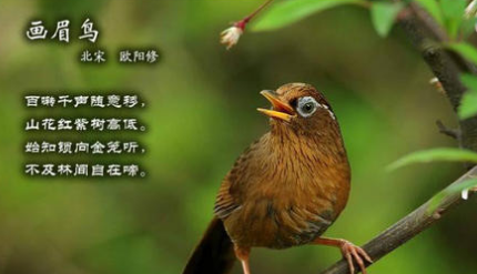 宋诗赏析之画眉鸟，该诗的作者在诗中有什么隐喻？