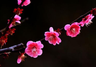 解析苏轼《西江月梅花》!朝云对苏轼有怎么样的意义？