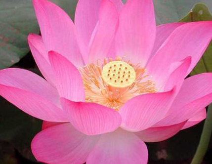 盘点商君书中十句经典话语 君子有过亦不必言