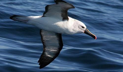 动物界的模范夫妻，信天翁为何终身不换伴侣呢？