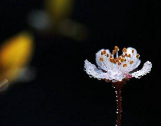 &ldquo;天涯何处无芳草&rdquo;出自哪里？《蝶恋花&middot;春景》背后故事介绍！