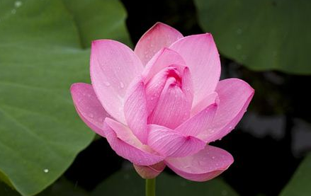 梦到“荷花”有何寓意？都与哪些心理活动相关呢？