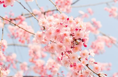 梦见“石竹花”象征了什么？与现实的哪些事物有关？