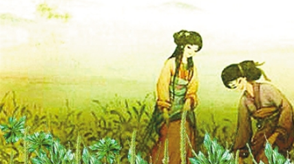 芣苢的原文内容是什么？诗经中的芣苢如何赏析？ 