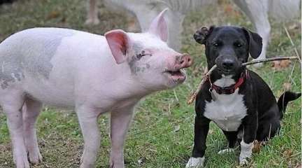 在我国历经千百年的变化中 猪肉是怎么彻底上桌的呢