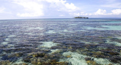 珊瑚海：世界上最大最深的海，总面积达479.1万平方千米