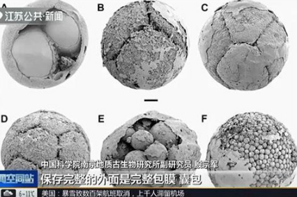 6.1亿年前笼脊球是什么？先有鸡还是先有蛋问题得到证明！