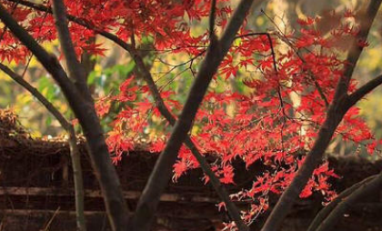 蝶恋花·庭院碧苔红叶遍表达了什么情感？该宋词如何赏析？