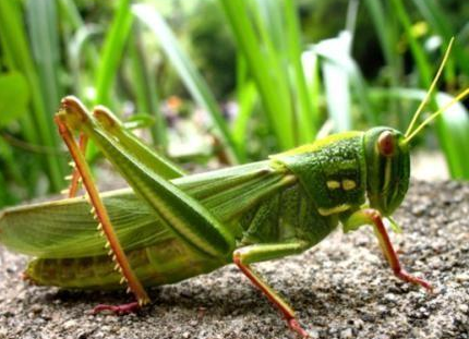 古代皇权时代蝗虫为什么没有被修改 事实里面是有原因的