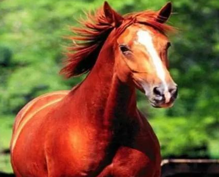 张飞胯下的坐骑叫什么名字 比赤兔马而言,那才是天下第一马