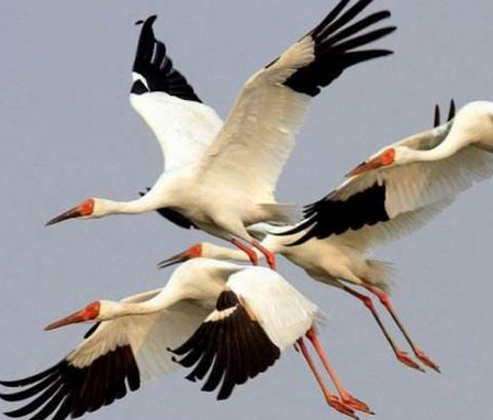 古人一般都养哪一种类型的宠物 朱瞻基养蟋蟀,雍正喜西洋犬