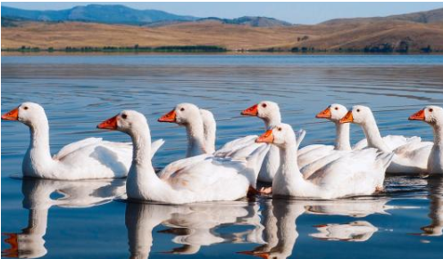 家禽和家畜有什么区别？古代写禽畜有哪些相关的诗句？