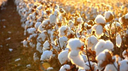 古代有棉花吗？古人没有棉花怎么过冬呢？
