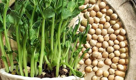 梦到“豌豆苗”有何寓意？都与哪些心理活动相关呢？