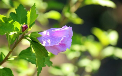梦中出现“芙蓉花”是好是坏？有何象征意义？
