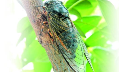 成语“噤若寒蝉”历史出处是哪里？该如何解释呢？