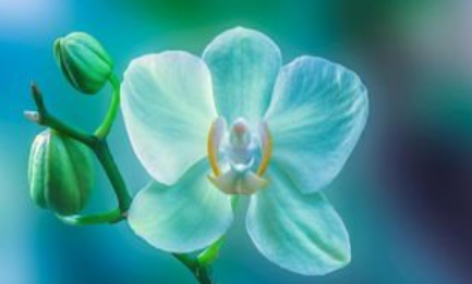 《感遇十二首·其一》的写作背景是什么？该如何去理解呢？