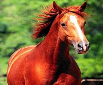 赵云的坐骑叫做照夜玉狮子 张飞的坐骑竟然和名字一样