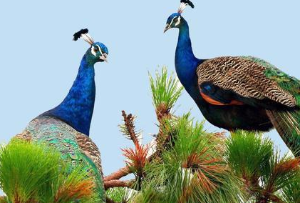 蜀汉灭亡前东吴到底在做什么 东吴为什么没有出手帮忙