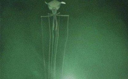 海洋深处有什么生物?海洋含盐率有多高?