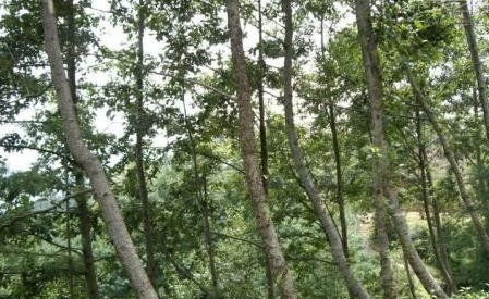 地球上生长最快的树有多快？一年能长5、6米