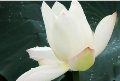 宋词鉴赏之水龙吟·白莲，该词的作者表达什么情感？