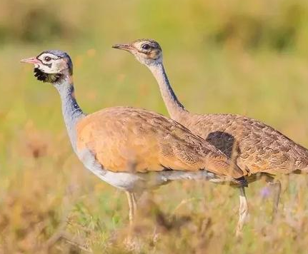 鸨只是一种鸟类 鸨为什么会和古代青楼老板扯上关系