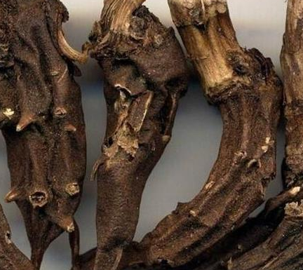 古代真的蒙汗药这一东西吗 蒙汗药的主要成分是什么