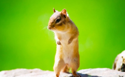 2020鼠年宝宝怎么起名？鼠年宝宝起名集合分享！