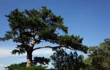梦里出现“松树丛”是好是坏？又有哪些象征意义？