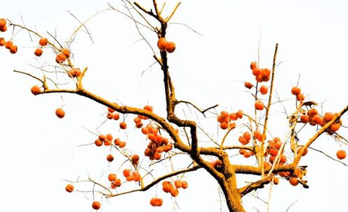 梦到“柿子树”有何寓意？都与哪些心理活动相关呢？