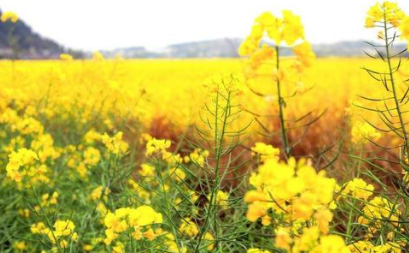 梦见“油菜花”有哪些象征意义？与现实的哪些反应有关？