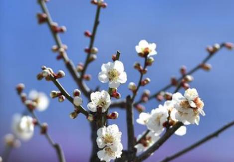 看辛弃疾写的梅花诗，除了梅花还包含人名