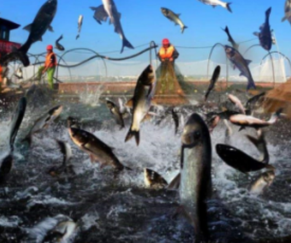 古代百姓都是啃树皮吃草根 他们为什么不去河里捕鱼抓虾