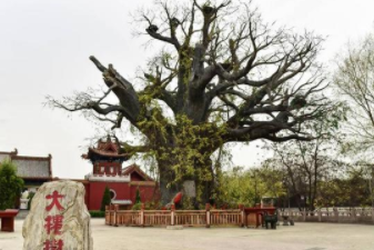 俗语“五树进宅，人穷家败”是什么意思？“五树”指的是什么？