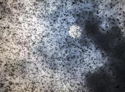 北宋时期的人是如何对付蝗灾的 对于此种手段极其残忍