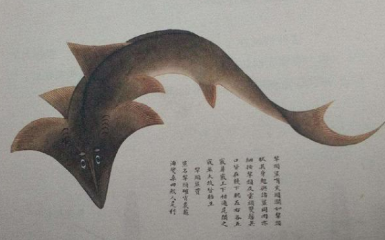 《海错图》是本什么样的书？为何受尽清朝皇帝的青睐？
