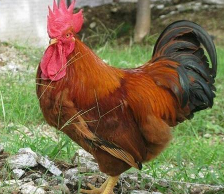 明朝时期出现一只大公鸡 道士为何会说&ldquo;大明必亡&rdquo;