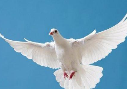 飞鸽传书是从什么时候开始出现的？飞鸽为何能知道位置？