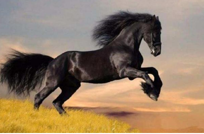 古代汗血宝马到底是什么样的 真的流出来的汗是血一样的吗