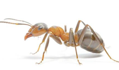 梦见“蚂蚁”是什么意思？都暗示了哪些心理？