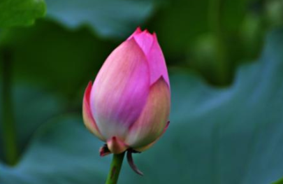 梦中出现“花蕾”是好是坏？有何象征意义？